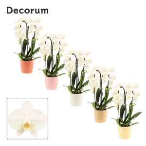 Phalaenopsis cascade 2 tak wit in Naemi (Sympathetic moods-colle