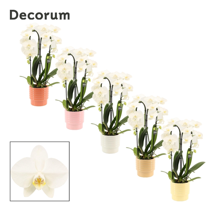 <h4>Phalaenopsis cascade 2 tak wit in Naemi (Sympathetic moods-colle</h4>