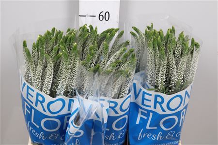 <h4>Veronica  'Caya'</h4>