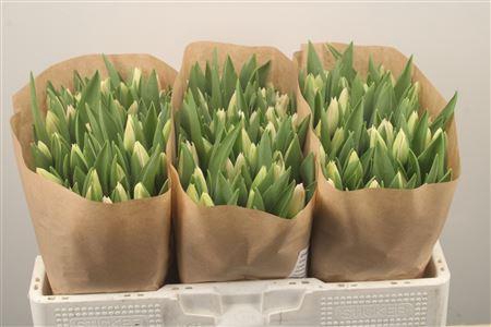 <h4>Tu En Dynasty</h4>