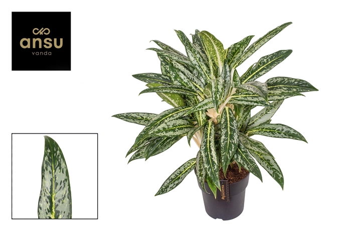 <h4>Aglaonema Matcha Lemon</h4>