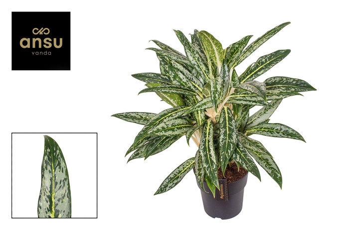 <h4>Aglaonema Matcha Lemon</h4>