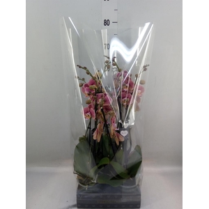 Phalaenopsis   ...rose