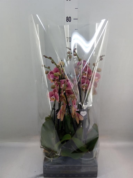 <h4>Phalaenopsis   ...rose</h4>