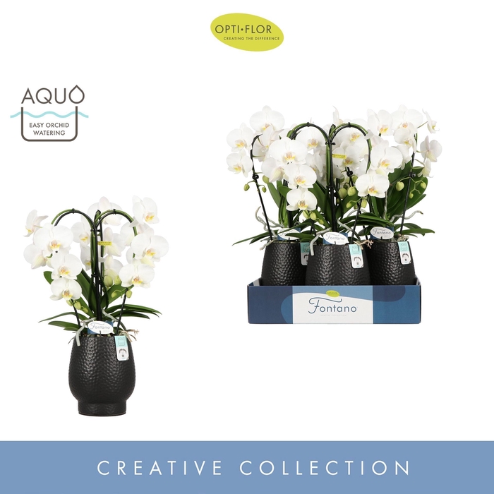 <h4>Phalaenopsis wit meer takken</h4>