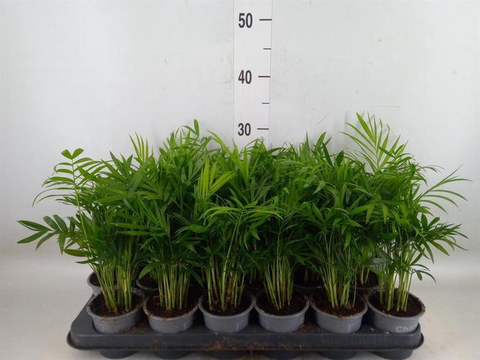 <h4>Chamaedorea elegans</h4>