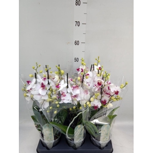 Phalaenopsis multi. 'FC Safe Haven'