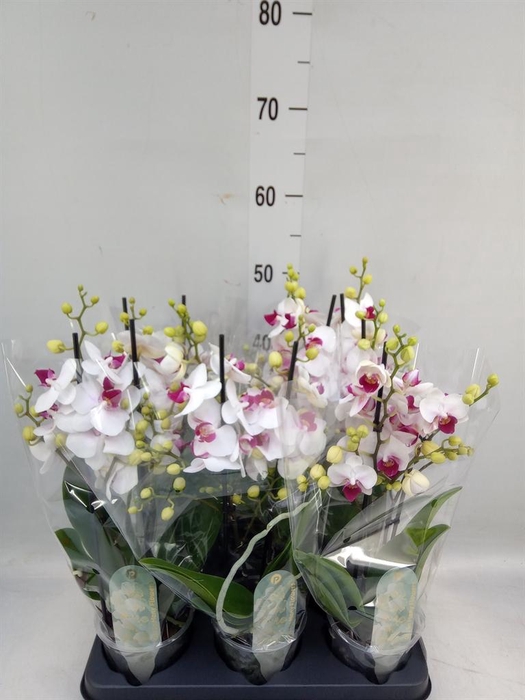 <h4>Phalaenopsis multi. 'FC Safe Haven'</h4>