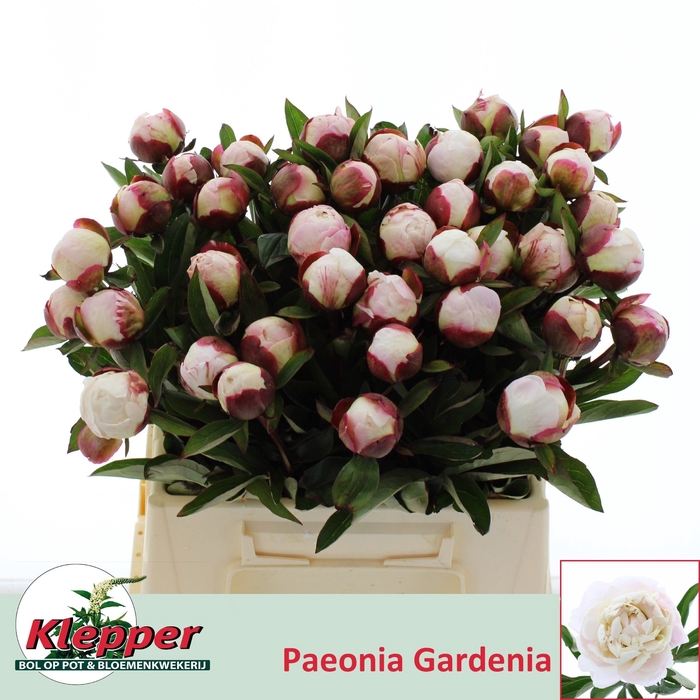 <h4>PAEO L GARDENIA</h4>