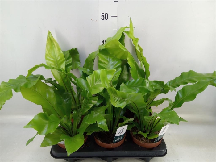 <h4>Asplenium nidus</h4>