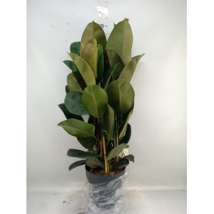 Ficus elastica 'Robusta'