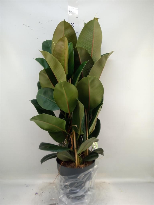 <h4>Ficus elastica 'Robusta'</h4>