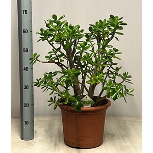 CRASS OVATA