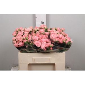 R Tr Madam Bombastic