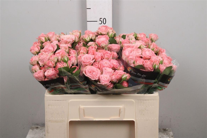 <h4>R Tr Madam Bombastic</h4>