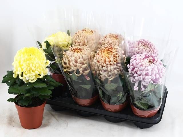<h4>CHRYS VIEN COCO GEM</h4>