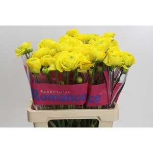 Ranunculus Romance Kitila