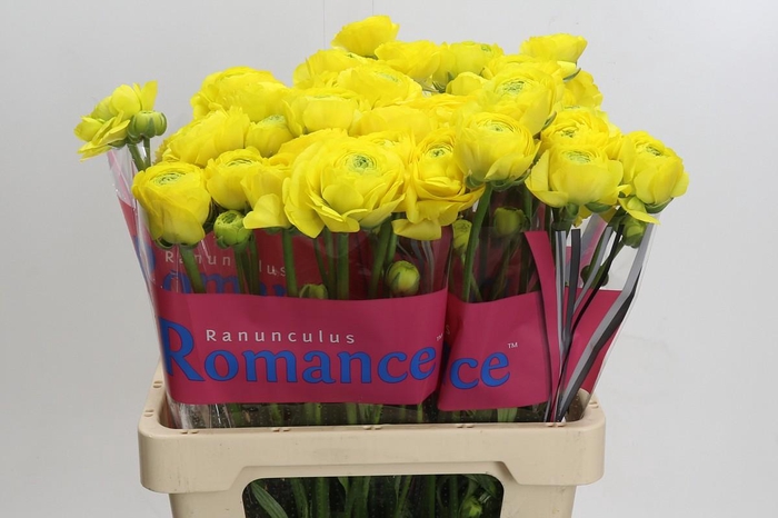<h4>Ranunculus Romance Kitila</h4>