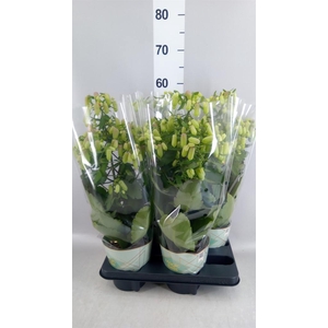 Kalanchoe 'Magic Bell'