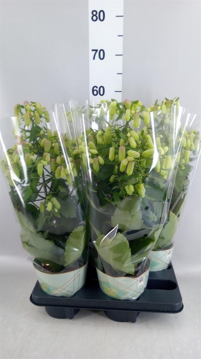 <h4>Kalanchoe  'Magic Bell'</h4>