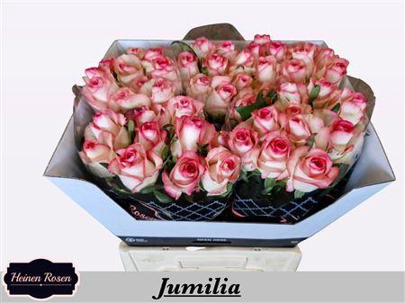 <h4>R Gr Jumilia</h4>