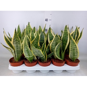 Sansevieria trifa. 'Futura Superba'
