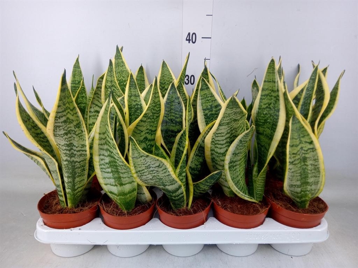 <h4>Sansevieria trifa. 'Futura Superba'</h4>