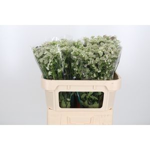 Astrantia Wit Billion Stars