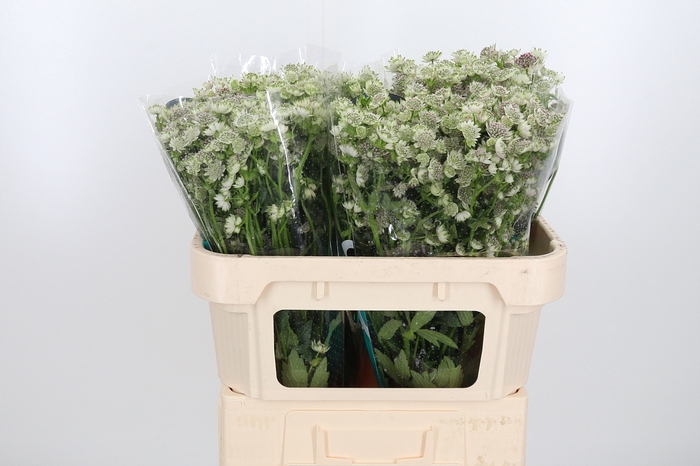 <h4>Astrantia Wit Billion Stars</h4>