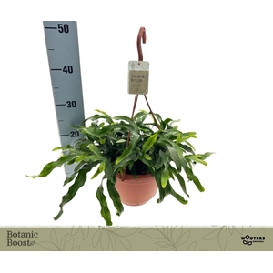 MICROS DIVERSIFOLIUM