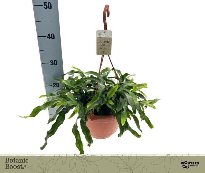 <h4>MICROS DIVERSIFOLIUM</h4>