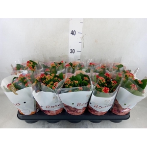 Kalanchoe blos. 'RosDon Justino'