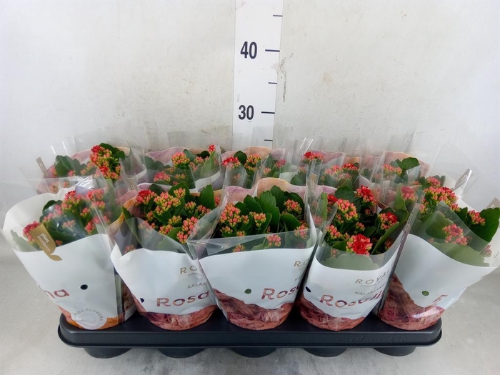 <h4>Kalanchoe blos. 'RosDon Justino'</h4>