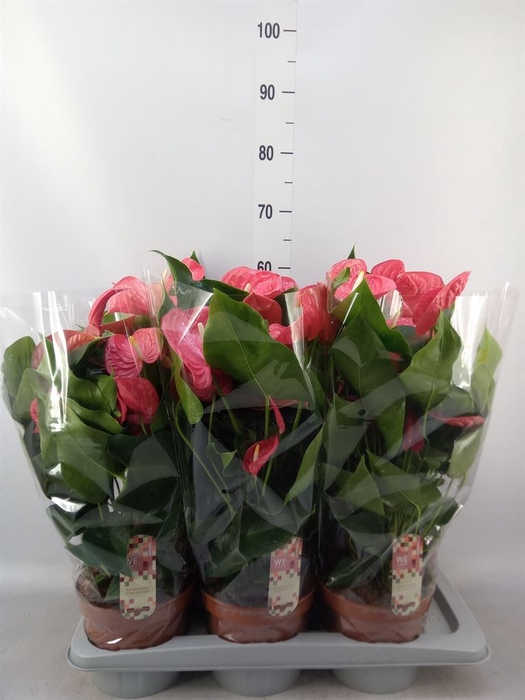 <h4>Anthurium andr. 'California'</h4>