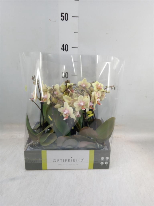 <h4>Phalaenopsis multi. ...orange</h4>