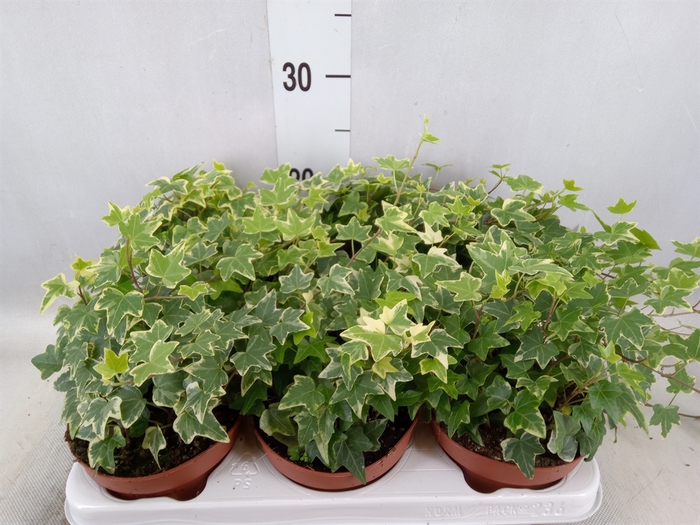 <h4>Hedera helix 'Eva'</h4>