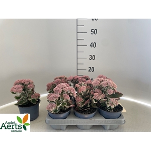 SEDUM TELEPHIUM