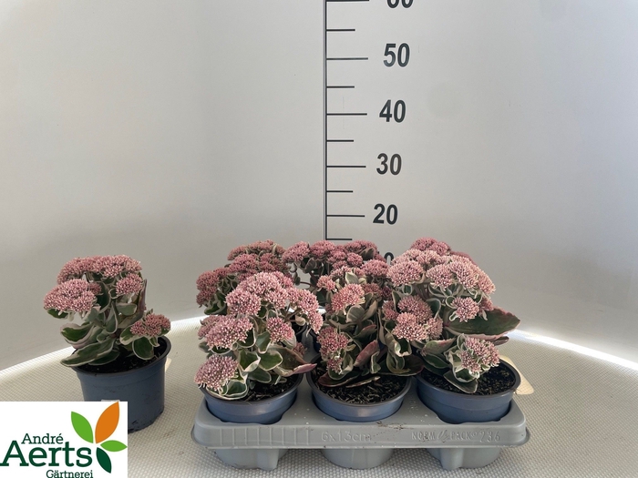 <h4>SEDUM TELEPHIUM</h4>