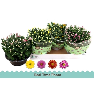 Chrysanthemum Indicum Grp gemengd 4 kleuren