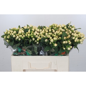 Hypericum Mag White Prince