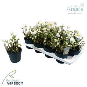 Helleborus niger p12 6+