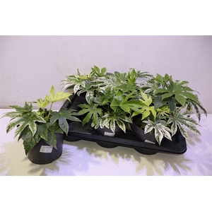 Fatsia Variegata