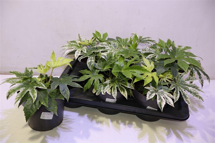 <h4>Fatsia Variegata</h4>