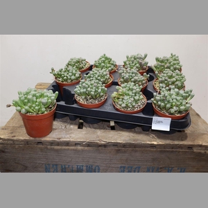 Succ Fenestraria Rhopalophylla