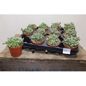 arr8 Succ Fenestraria Rhopalophylla