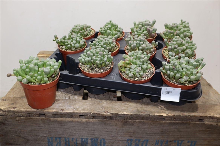 <h4>Succ Fenestraria Rhopalophylla</h4>