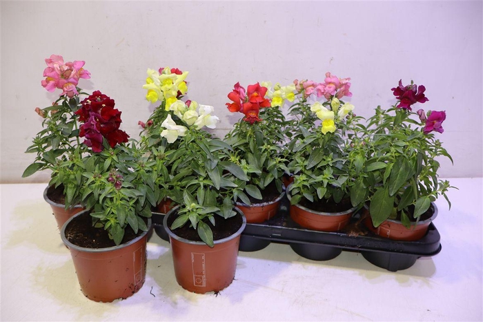 <h4>Antirr Ma Gem</h4>