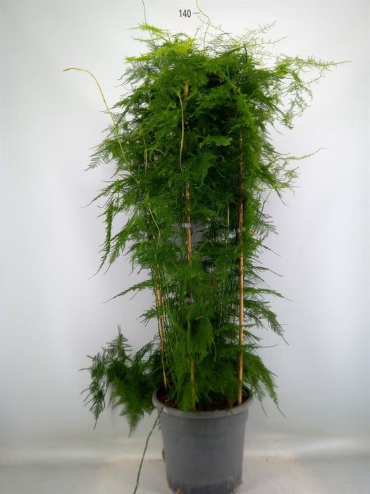 <h4>Asparagus setaceus</h4>