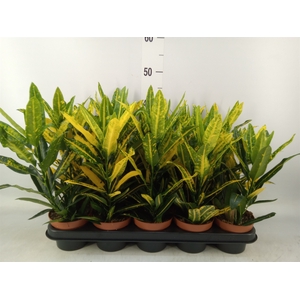 Codiaeum var. KL 'Sunny Star'