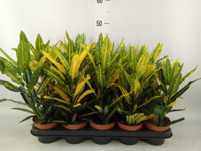 <h4>Codiaeum var. KL 'Sunny Star'</h4>